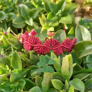 Χειροποίητο κόκκινο μακραμέ βραχιόλι με ανθισμένο μοτίβο και ρυθμιζόμενο κλείσιμο